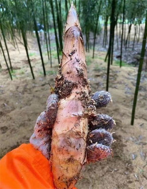 杭州臨安優質應急蔬菜包上線，零售平臺助力滯銷農產品與新鮮水果銷售